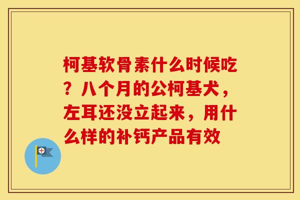 柯基软骨素什么时候吃？八个月的公柯基犬，左耳还没立起来，用什么样的补钙产品有效