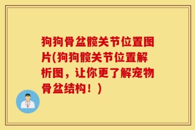 狗狗骨盆髋关节位置图片(狗狗髋关节位置解析图，让你更了解宠物骨盆结构！)
