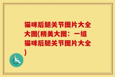 猫咪后腿关节图片大全大图(精美大图：一组猫咪后腿关节图片大全)