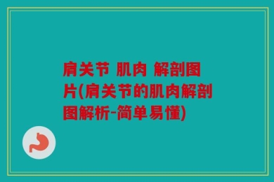 肩关节 肌肉 解剖图片(肩关节的肌肉解剖图解析-简单易懂)
