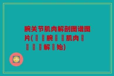 腕关节肌肉解剖图谱图片(學習腕關節肌肉結構從圖解開始)