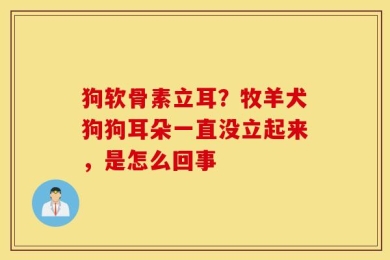 狗软骨素立耳？牧羊犬狗狗耳朵一直没立起来，是怎么回事