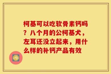 柯基可以吃软骨素钙吗？八个月的公柯基犬，左耳还没立起来，用什么样的补钙产品有效