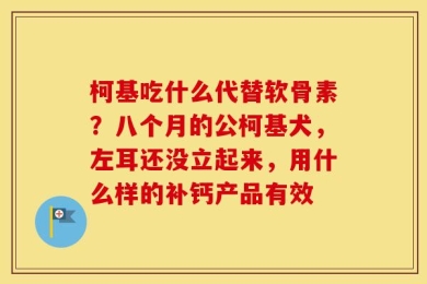 柯基吃什么代替软骨素？八个月的公柯基犬，左耳还没立起来，用什么样的补钙产品有效