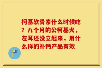 柯基软骨素什么时候吃？八个月的公柯基犬，左耳还没立起来，用什么样的补钙产品有效