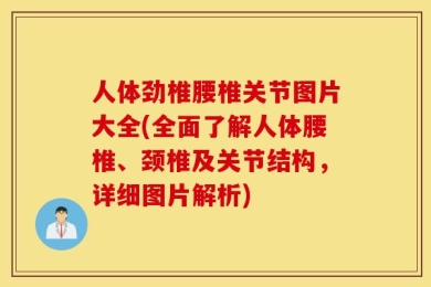 人体劲椎腰椎关节图片大全(全面了解人体腰椎、颈椎及关节结构，详细图片解析)
