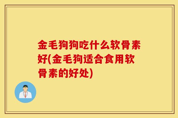 金毛狗狗吃什么软骨素好(金毛狗适合食用软骨素的好处)