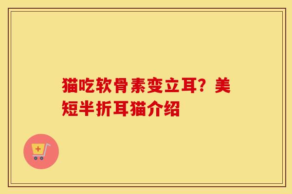 猫吃软骨素变立耳?美短半折耳猫介绍 猫吃软骨素变立耳?美短半折耳猫介绍