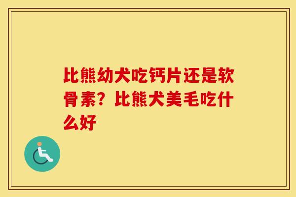比熊幼犬吃钙片还是软骨素?比熊犬美毛吃什么好 比熊幼犬吃钙片还是软骨素?比熊犬美毛吃什么好