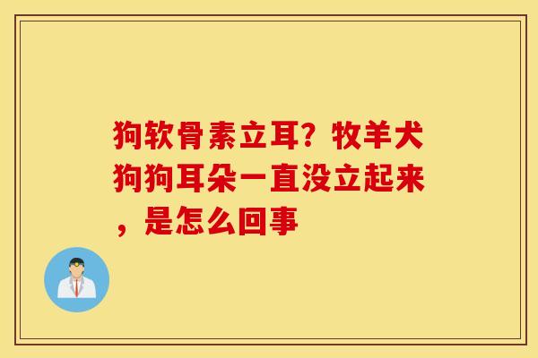 狗软骨素立耳?牧羊犬狗狗耳朵一直没立起来,是怎么回事 狗软骨素立耳?牧羊犬狗狗耳朵一直没立起来,是怎么回事