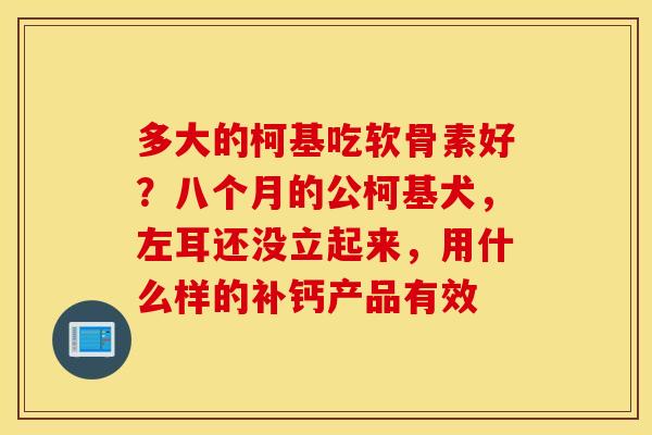 多大的柯基吃软骨素好?八个月的公柯基犬,左耳还没立起来,用什么样的补钙产品有效 多大的柯基吃软骨素好?八个月的公柯基犬,左耳还没立起来,用什么样的补钙产品有效