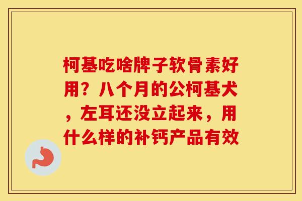 柯基吃啥牌子软骨素好用?八个月的公柯基犬,左耳还没立起来,用什么样的补钙产品有效 柯基吃啥牌子软骨素好用?八个月的公柯基犬,左耳还没立起来,用什么样的补钙产品有效