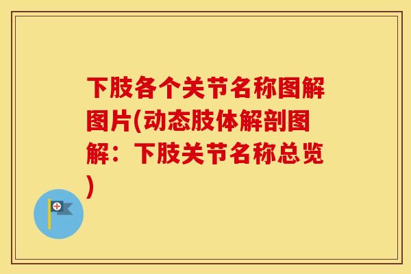 下肢各个关节名称图解图片(动态肢体解剖图解:下肢关节名称总览) 下肢各个关节名称图解图片(动态肢体解剖图解:下肢关节名称总览)