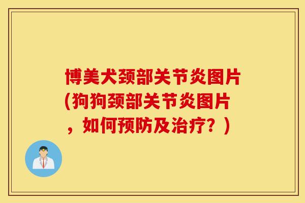 博美犬颈部图片(狗狗颈部图片,如何及?) 博美犬颈部图片(狗狗颈部图片,如何及?)