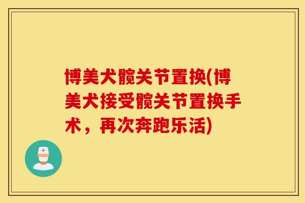博美犬髋关节置换(博美犬接受髋关节置换手术，再次奔跑乐活)