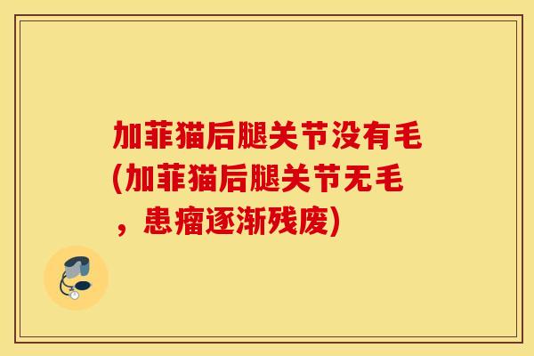 加菲猫后腿关节没有毛(加菲猫后腿关节无毛，患瘤逐渐残废)