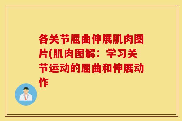 各关节屈曲伸展肌肉图片(肌肉图解:学习关节运动的屈曲和伸展动作 各关节屈曲伸展肌肉图片(肌肉图解:学习关节运动的屈曲和伸展动作