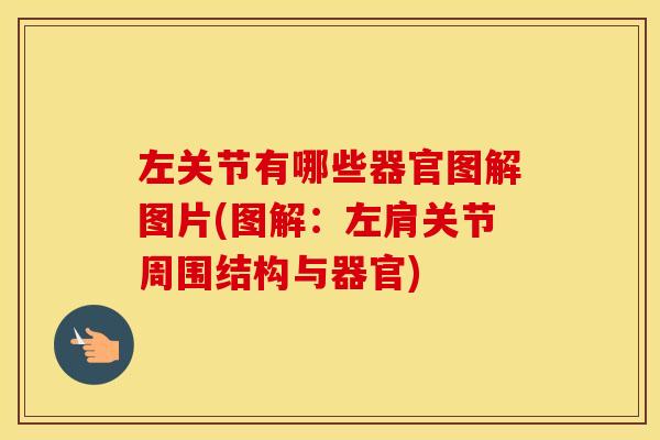左关节有哪些器官图解图片(图解:左肩关节周围结构与器官) 左关节有哪些器官图解图片(图解:左肩关节周围结构与器官)