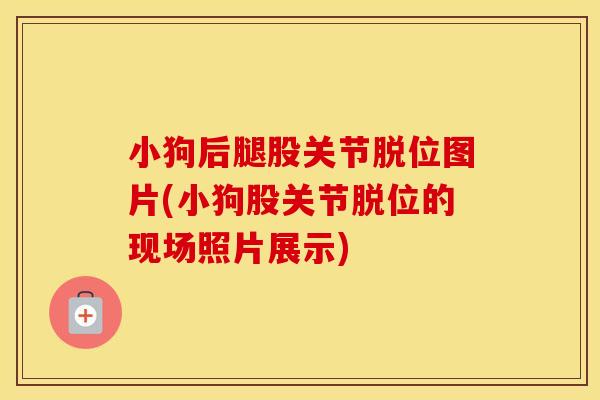 小狗后腿股关节脱位图片(小狗股关节脱位的现场照片展示) 小狗后腿股关节脱位图片(小狗股关节脱位的现场照片展示)