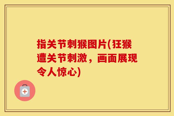 指关节刺猴图片(狂猴遭关节刺激，画面展现令人惊心)