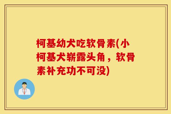 柯基幼犬吃软骨素(小柯基犬崭露头角,软骨素补充功不可没) 柯基幼犬吃软骨素(小柯基犬崭露头角,软骨素补充功不可没)