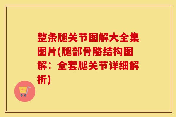 整条腿关节图解大全集图片(腿部骨骼结构图解：全套腿关节详细解析)