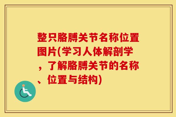 整只胳膊关节名称位置图片(学习人体解剖学,了解胳膊关节的名称、位置与结构) 整只胳膊关节名称位置图片(学习人体解剖学,了解胳膊关节的名称、位置与结构)