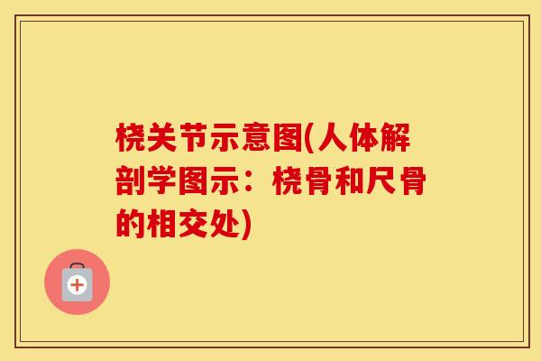 桡关节示意图(人体解剖学图示:桡骨和尺骨的相交处) 桡关节示意图(人体解剖学图示:桡骨和尺骨的相交处)