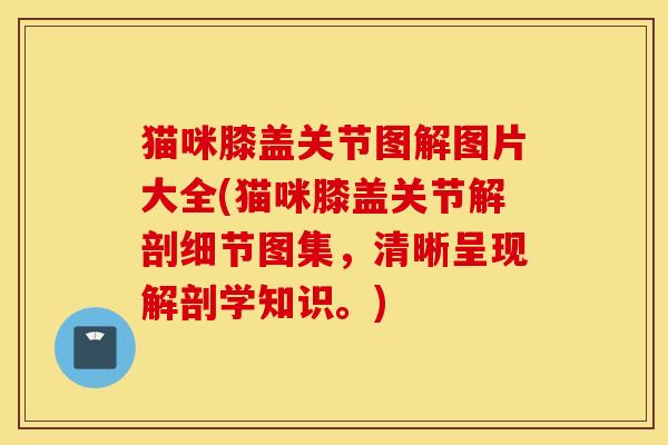 猫咪膝盖关节图解图片大全(猫咪膝盖关节解剖细节图集，清晰呈现解剖学知识。)