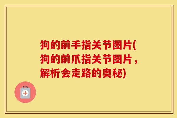狗的前手指关节图片(狗的前爪指关节图片，解析会走路的奥秘)