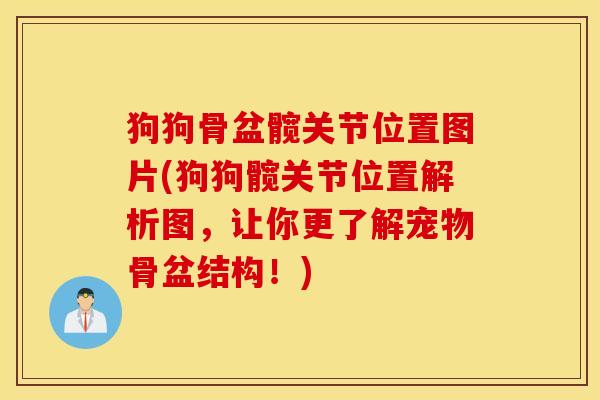 狗狗骨盆髋关节位置图片(狗狗髋关节位置解析图,让你更了解宠物骨盆结构!) 狗狗骨盆髋关节位置图片(狗狗髋关节位置解析图,让你更了解宠物骨盆结构!)