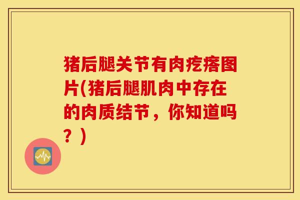 猪后腿关节有肉疙瘩图片(猪后腿肌肉中存在的肉质结节,你知道吗?) 猪后腿关节有肉疙瘩图片(猪后腿肌肉中存在的肉质结节,你知道吗?)