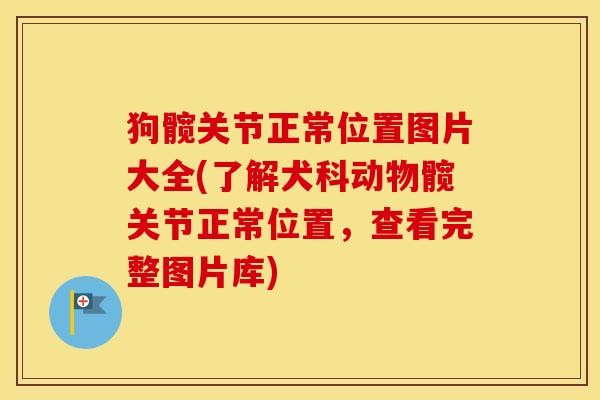 狗髋关节正常位置图片大全(了解犬科动物髋关节正常位置,查看完整图片库) 狗髋关节正常位置图片大全(了解犬科动物髋关节正常位置,查看完整图片库)