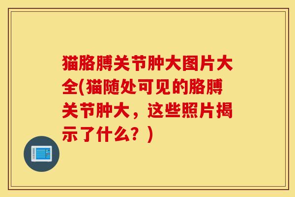 猫胳膊关节肿大图片大全(猫随处可见的胳膊关节肿大,这些照片揭示了什么?) 猫胳膊关节肿大图片大全(猫随处可见的胳膊关节肿大,这些照片揭示了什么?)