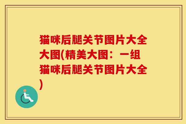 猫咪后腿关节图片大全大图(精美大图:一组猫咪后腿关节图片大全) 猫咪后腿关节图片大全大图(精美大图:一组猫咪后腿关节图片大全)