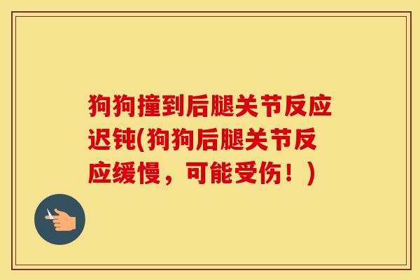 狗狗撞到后腿关节反应迟钝(狗狗后腿关节反应缓慢，可能受伤！)