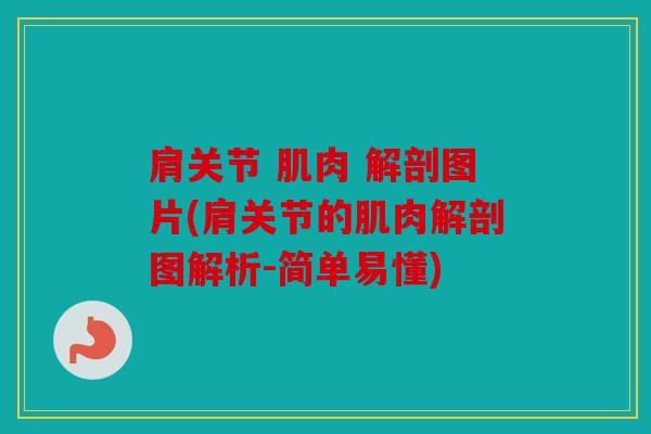 肩关节 肌肉 解剖图片(肩关节的肌肉解剖图解析-简单易懂)