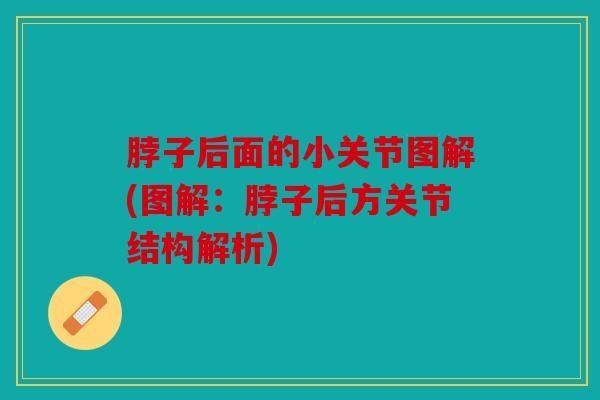 脖子后面的小关节图解(图解：脖子后方关节结构解析)