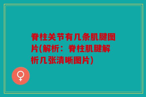 脊柱关节有几条肌腱图片(解析：脊柱肌腱解析几张清晰图片)