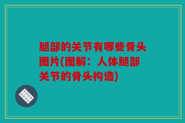 腿部的关节有哪些骨头图片(图解:人体腿部关节的骨头构造) 腿部的关节有哪些骨头图片(图解:人体腿部关节的骨头构造)