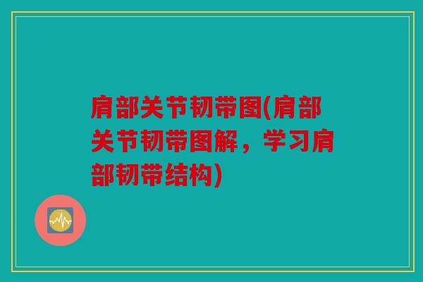 肩部关节韧带图(肩部关节韧带图解，学习肩部韧带结构)
